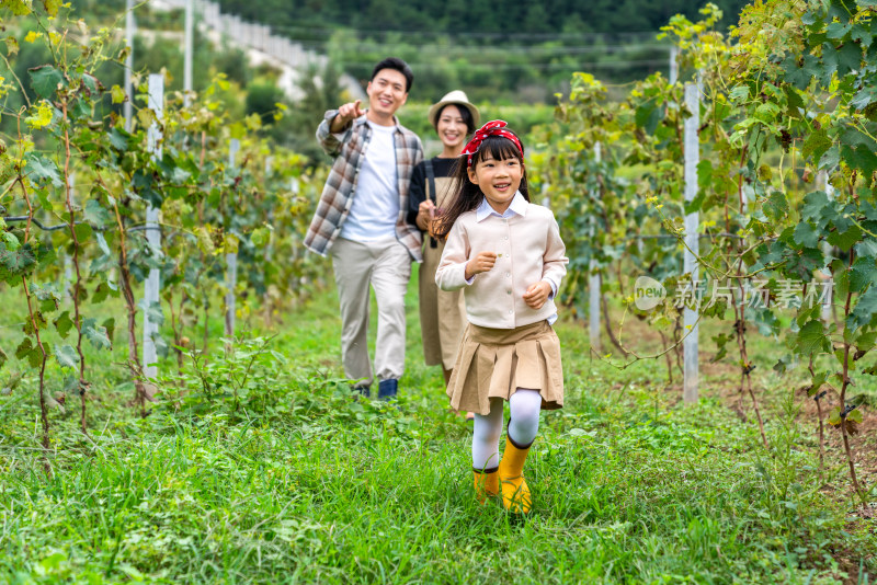 年轻家庭在果园采摘葡萄