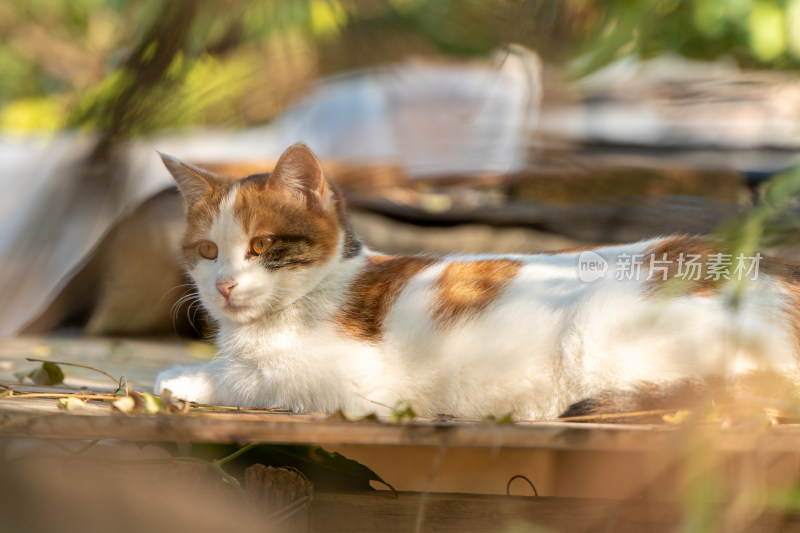 暖阳下的慵懒猫咪