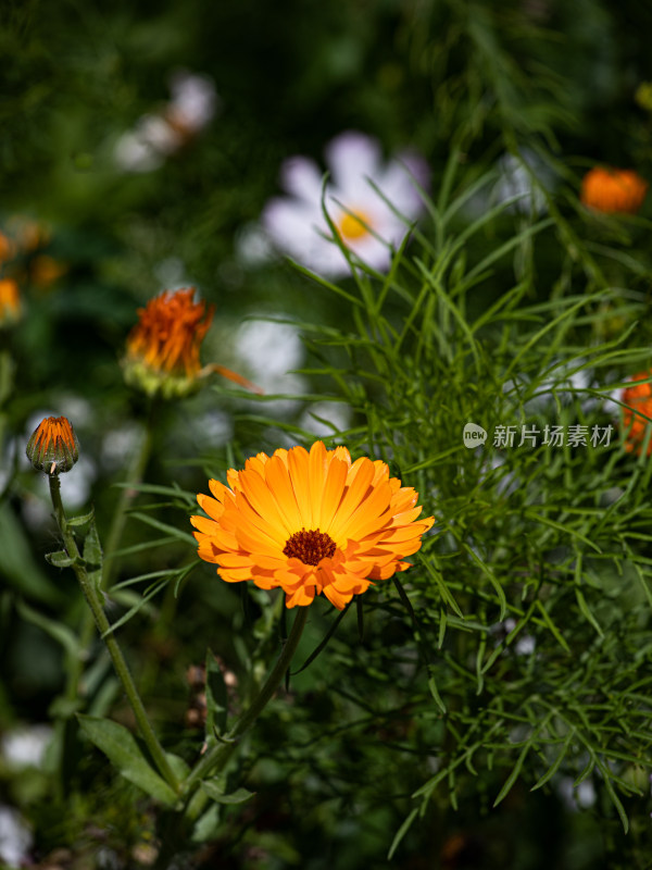 花园里的一朵鲜花菊花