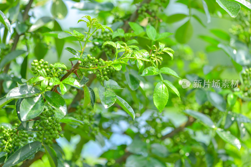 青花椒种植基地