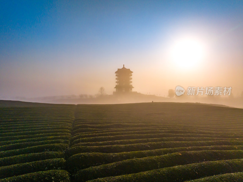 贵州遵义湄潭茶海