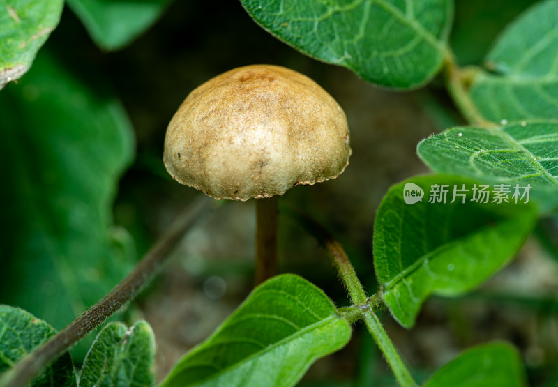 植物中生长的蘑菇特写镜头