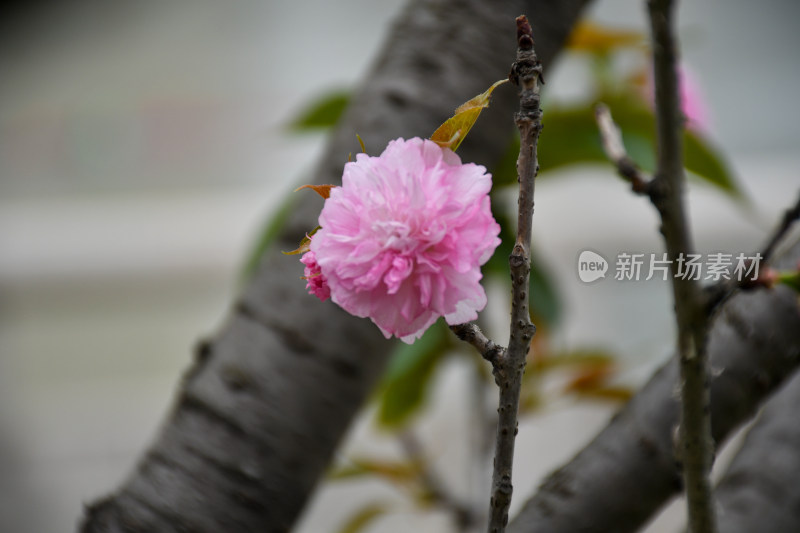 粉色樱花特写