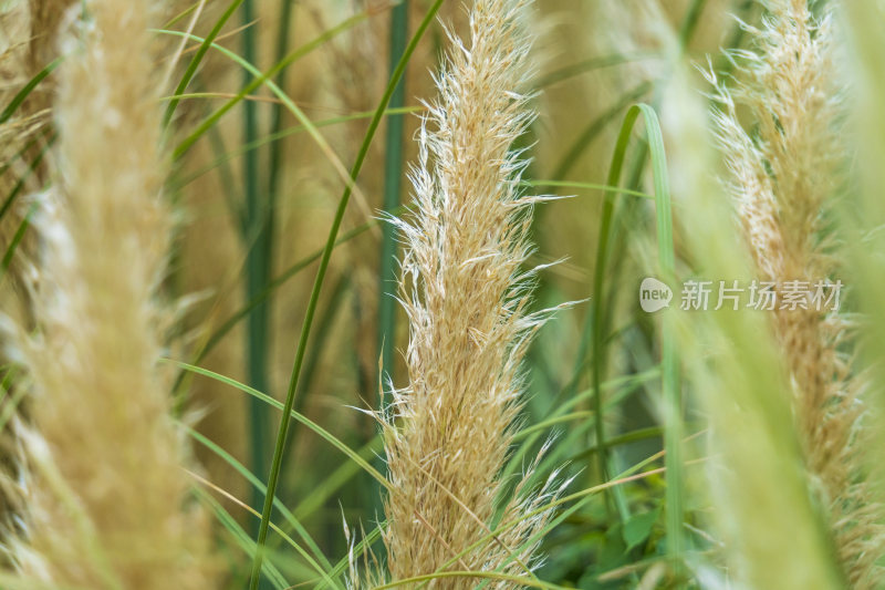 唯美植物图片