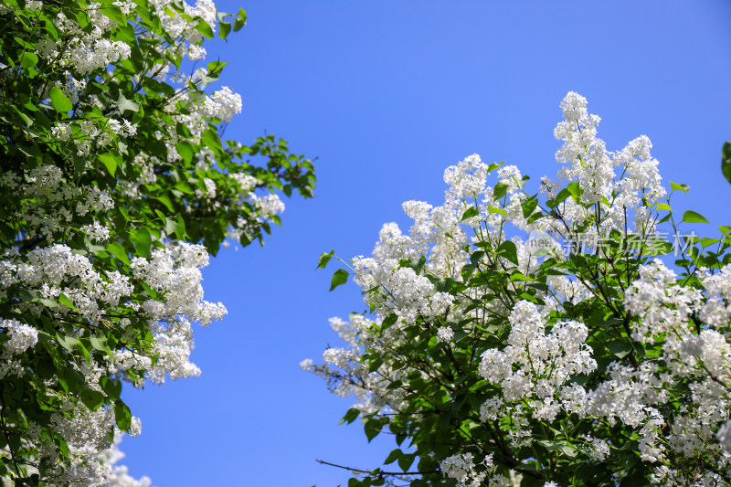 春天四月丁香花花卉开放治愈清新