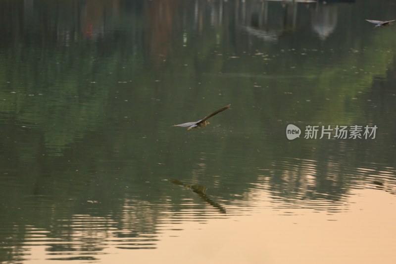 飞鸟掠过平静水面