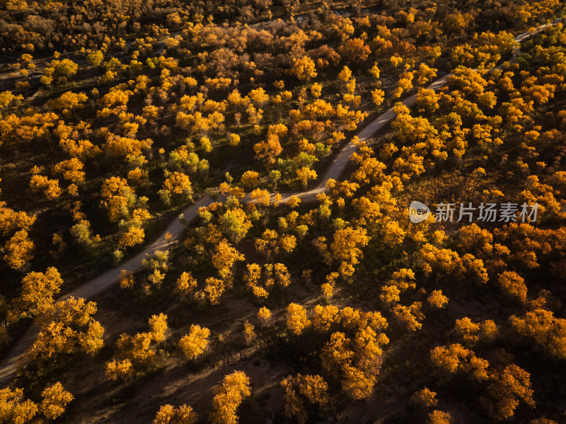 夕阳下的胡杨林