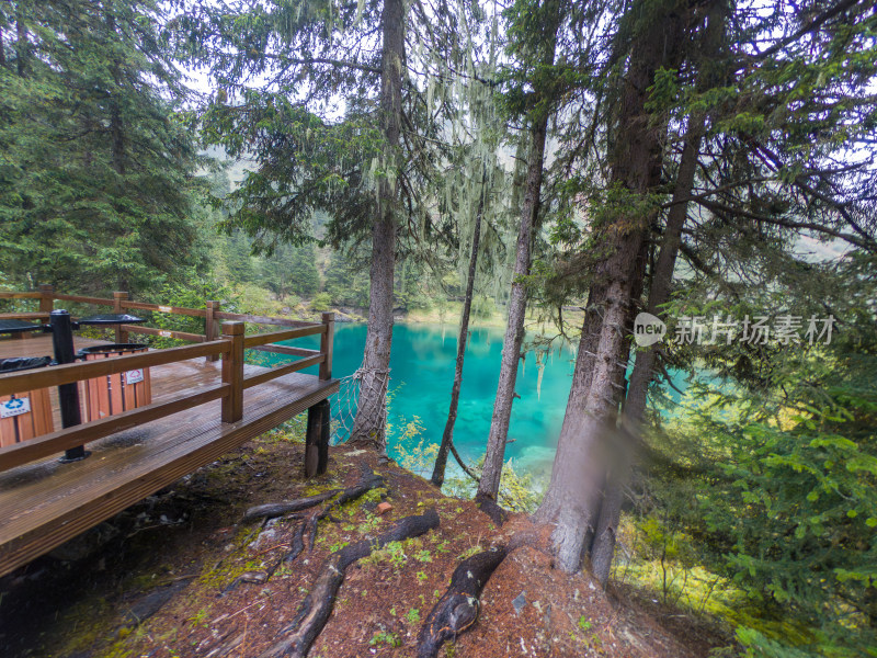 静谧的森林与湖景