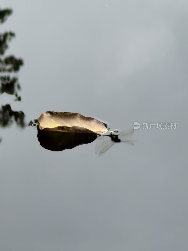 落叶漂浮水面旁有蜻蜓飞过的景象