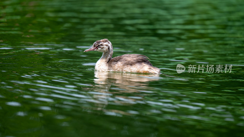 鸊鷉（Podicipedidae）