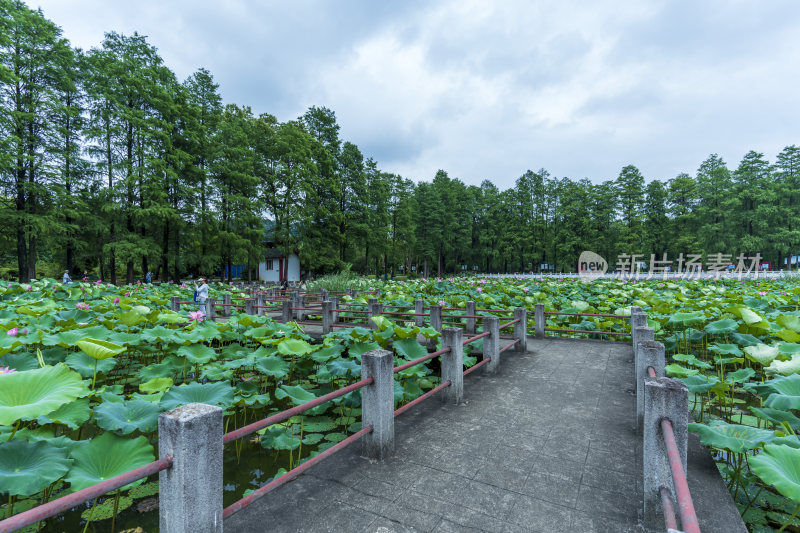 武汉东湖磨山景区盆景园