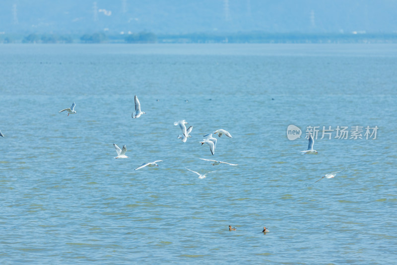 海面上飞翔的海鸥