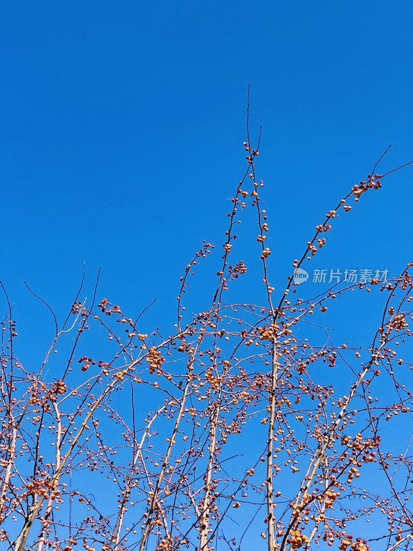 沙棘果丰收橘色蓝色天空挂满枝头新鲜色彩