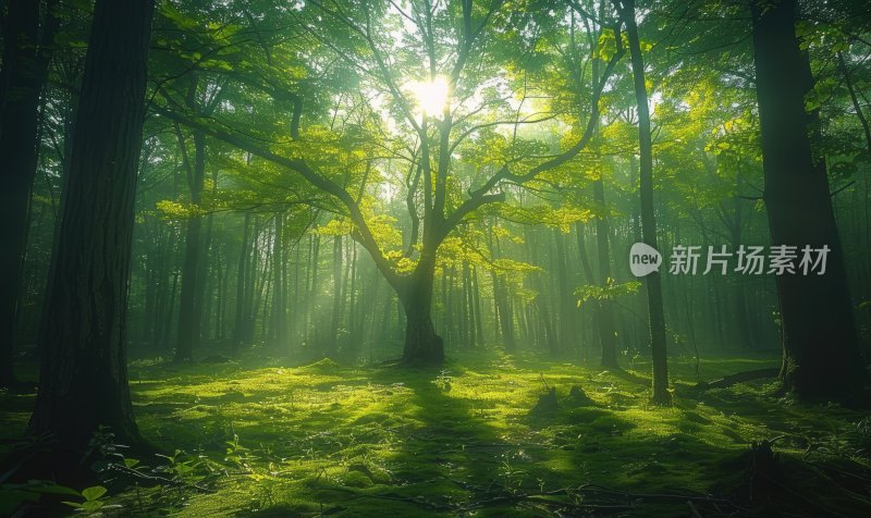 森林晨曦阳光树木自然风光树林背景