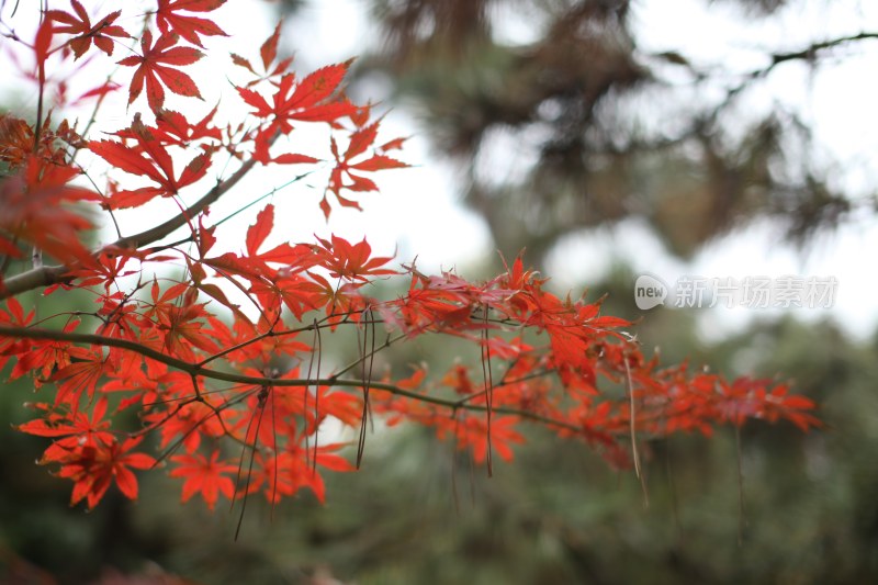 花草花卉