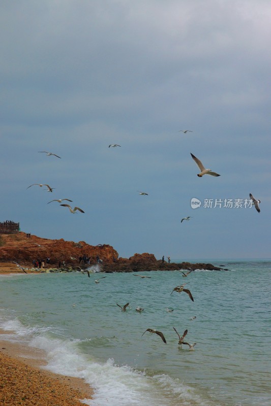 海滩边自由的海鸥