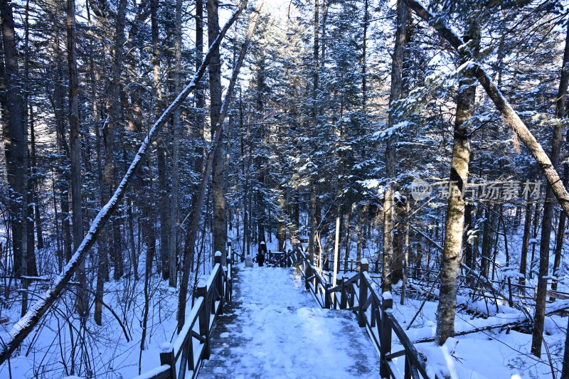 雪后树林蓝天相映的冬日自然景象