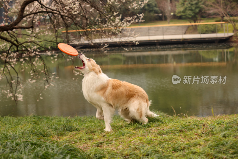 在草地上玩飞盘的边境牧羊犬