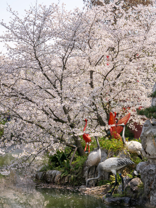 武汉东湖樱花园白色樱花盛开