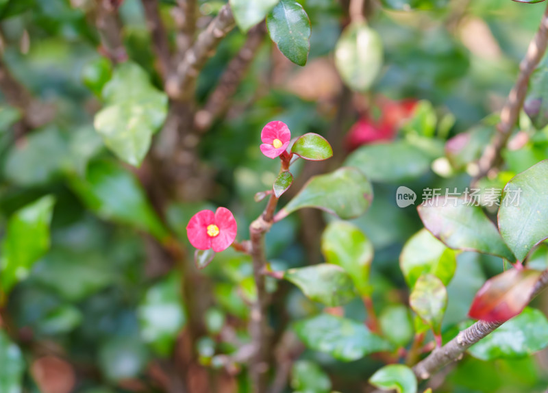 红色开花植物无刺麒麟