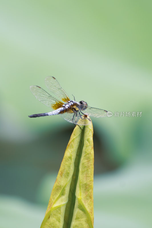 昆虫 蜻蜓