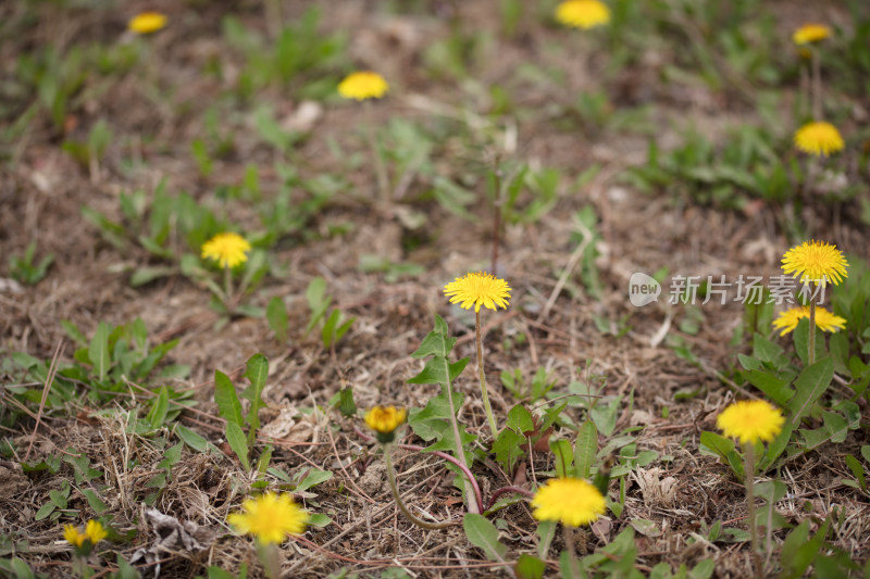 金黄色的蒲公英花特写在野外