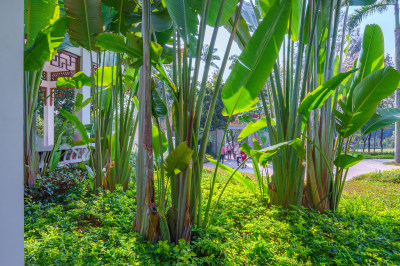 广州麓湖公园植谊园植谊亭园林景观设计