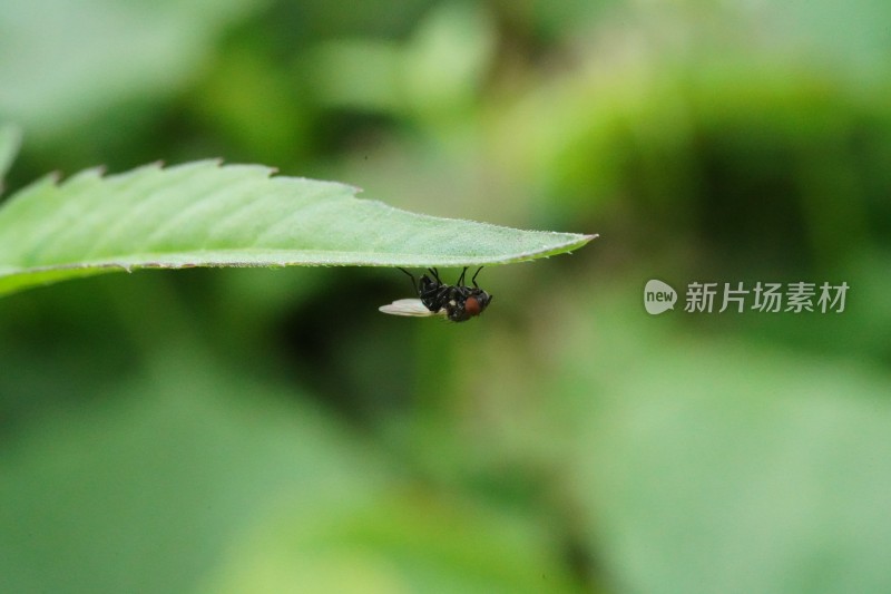 草丛中以花蜜为食的昆虫