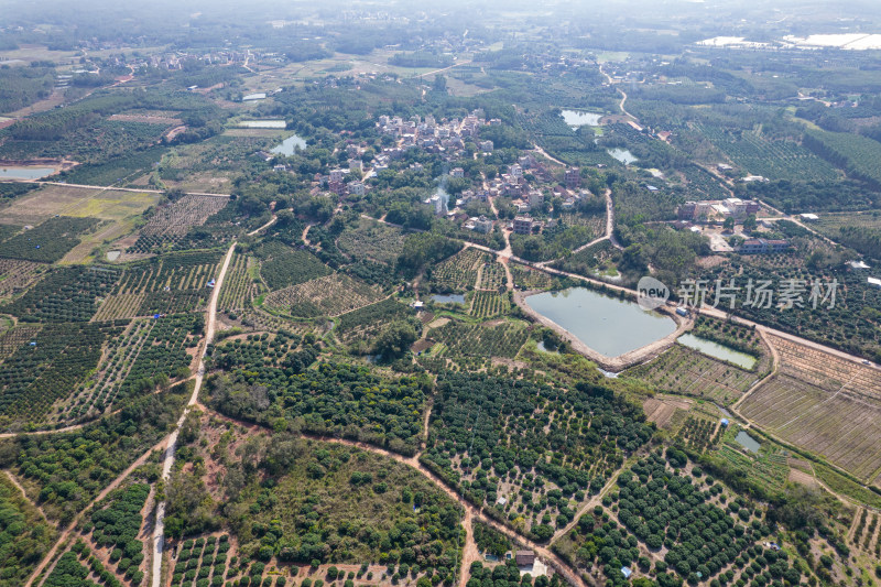 湛江红江农场廉江红橙种植园