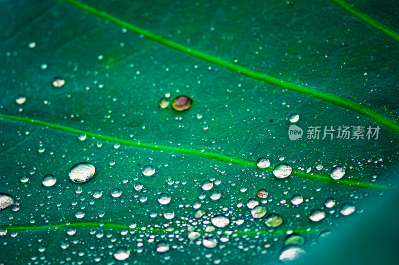 雨后荷叶上的露水珠