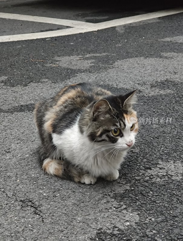 蹲坐在路面上的三色猫