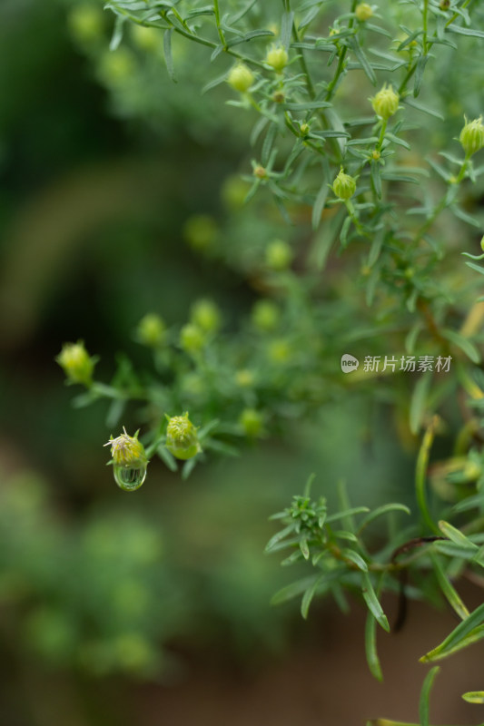 山野植物