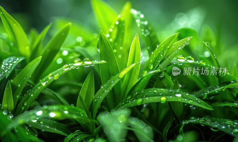 清晨露珠晶莹剔透草丛雨后清新背景