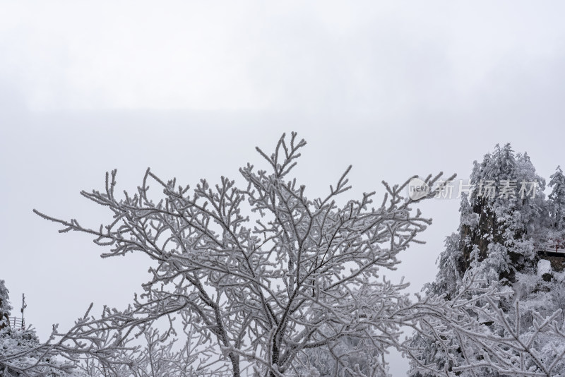 寒冷冬季大雪冰冻雾凇