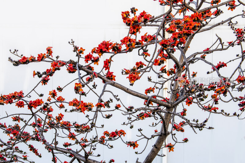 春天南粤盛开的木棉花