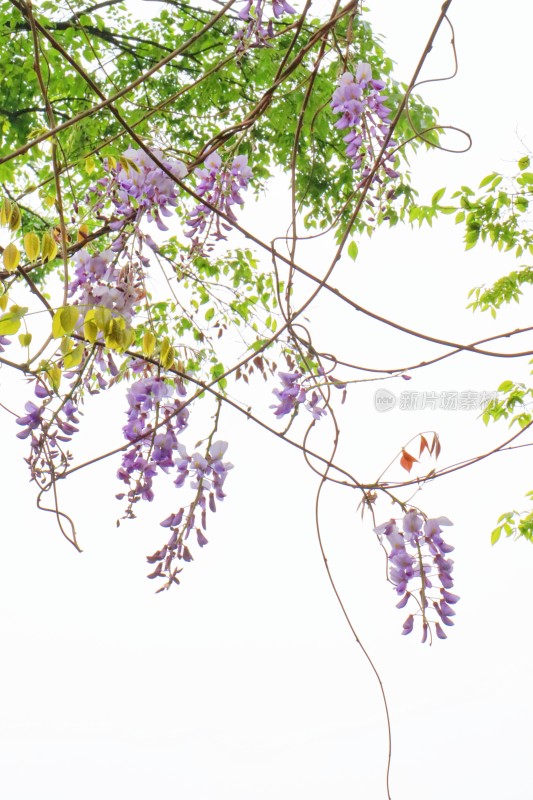 春天南京玄武湖的紫藤花
