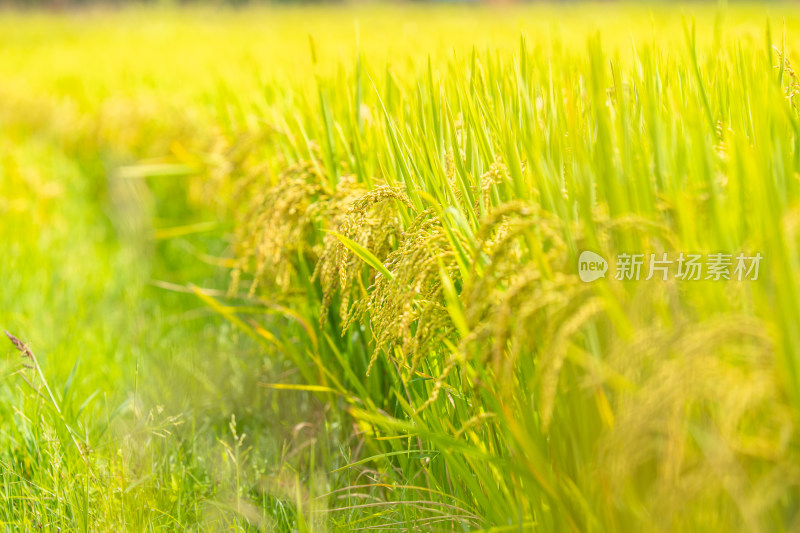 金黄饱满的水稻植株特写