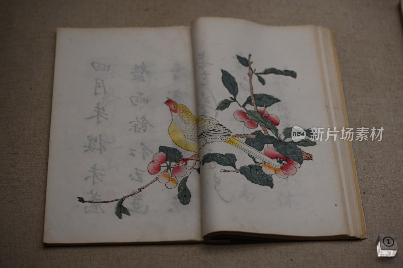 打开的花鸟古画册页