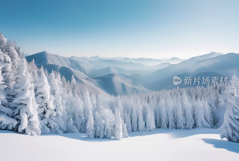 冬季森林白雪覆盖风景