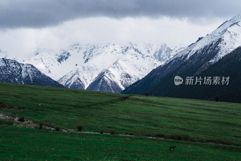 新疆夏塔雪山草原绝美震撼风光