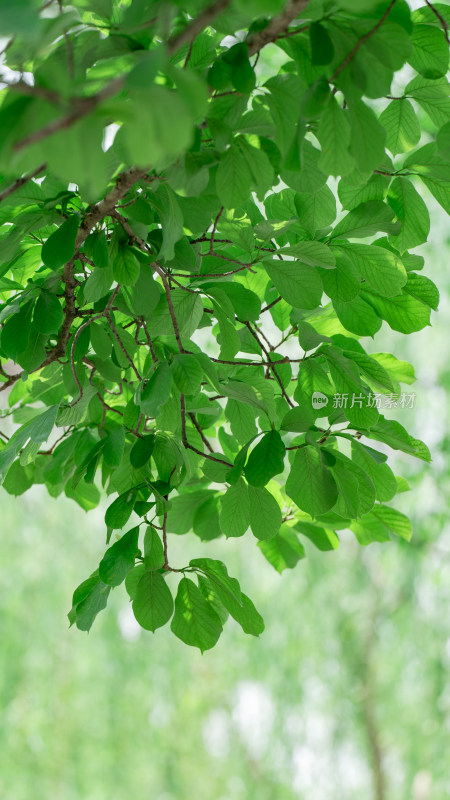 夏天绿色小清新壁纸