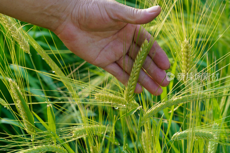 中国东北六月份的即将成熟的大麦