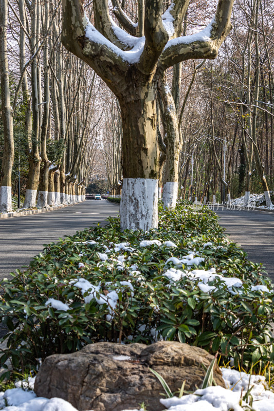 雪后的南京钟山风景区灵谷景区