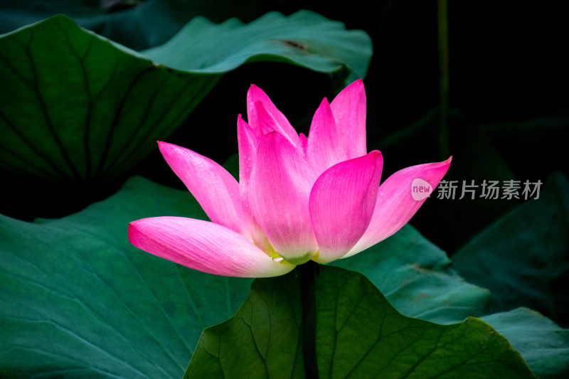 夏日池塘荷花粉红色盛开近景特写