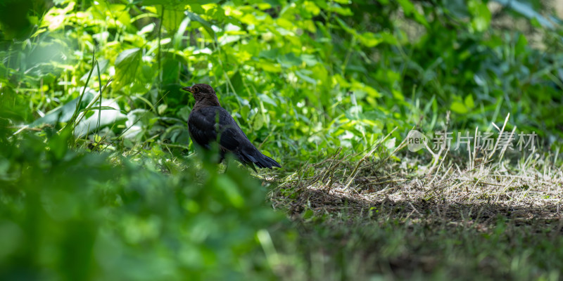 乌鸫（Turdus merula）