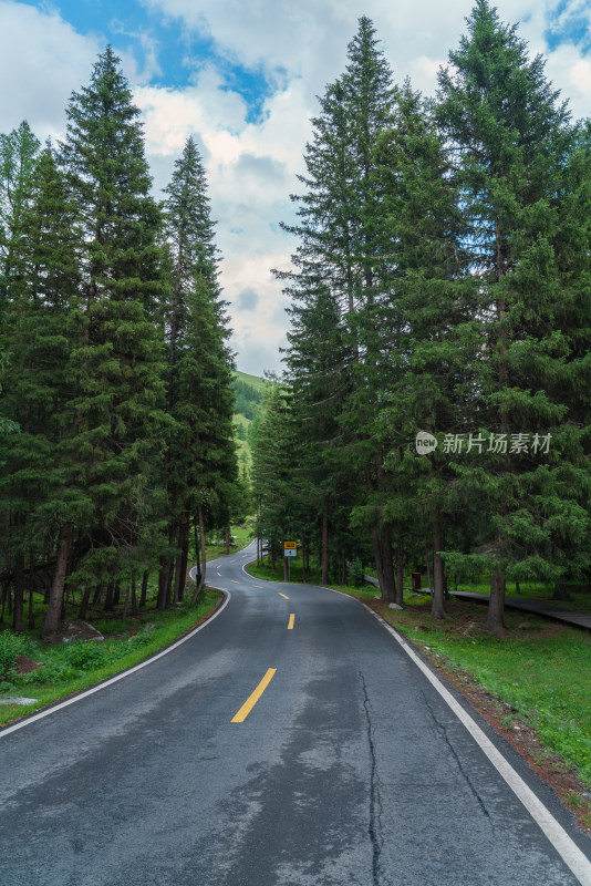 夏天新疆喀纳斯景区的林中公路