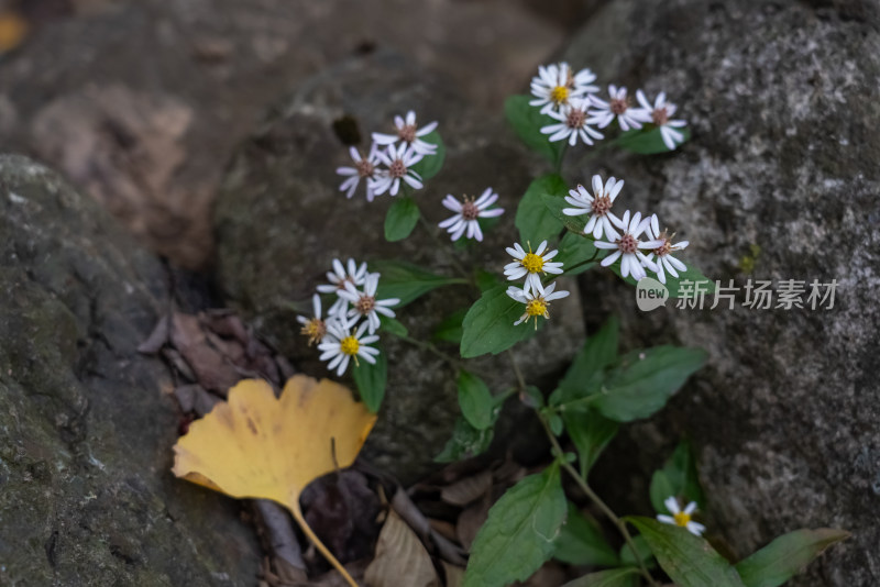 秋天的野菊花