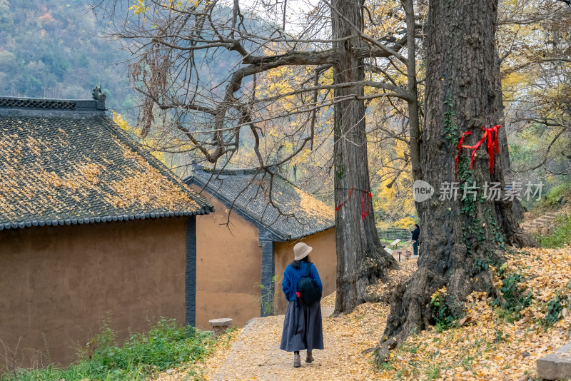 河南嵩县白河镇千年银杏林吸引大批游客赏秋