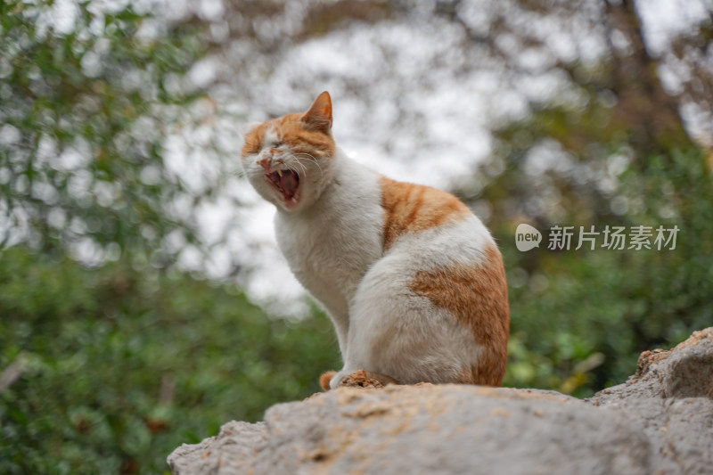 公园中的流浪猫