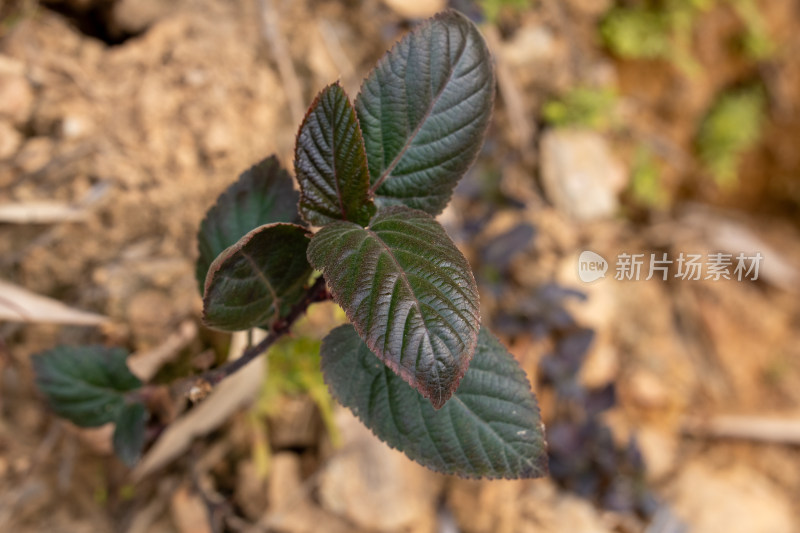 深绿色叶片植物近景特写